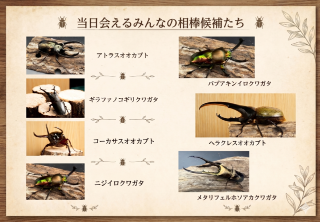 【7/26郡山・20組限定】自由研究に！レア昆虫のペアがもらえる昆虫のおうちづくりワークショップのメイン画像