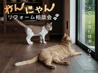 ペットリフォーム＼わんにゃんリフォーム相談会／のメイン画像