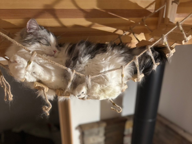 【茨城県取手市 】愛猫家住宅見学イベント開催！２日間限定豪華来場プレゼントつき。【BinO】のメイン画像