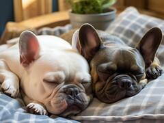 ペットリフォーム相談会｜スマイルわんぱーく幼稚園文化祭のメイン画像