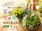 初めてでもすてきな、夏の寄せ植えworkshopのメイン画像