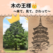 木の王様はすごいんです！のメイン画像