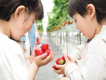 名張展示場　春の味覚 いちご狩り体験のメイン画像
