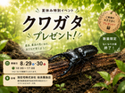 クワガタ　プレゼントイベントのメイン画像