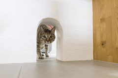 【住宅見学会】猫が寛ぐ、古民家風の家のメイン画像