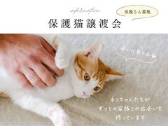 保護猫譲渡会【しっぽハウス】のメイン画像
