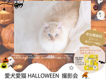 【徳島県】今だけ！愛猫愛犬のハロウィン特別撮影会 in松茂展示場のメイン画像
