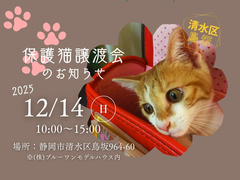 保護猫譲渡会のお知らせのメイン画像