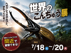 モデルハウス見学会＆世界のこんちゅう展 in 光の森のメイン画像