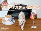 【アニマルBinO】883style サモエドカフェ 毎週土日 OPEN！！のメイン画像