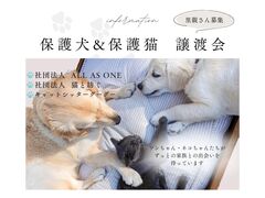 保護犬・保護猫譲渡会【しっぽハウス】のメイン画像