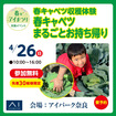 アイパーク奈良　春キャベツ収穫体験のメイン画像
