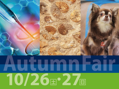 Autumn Fairのメイン画像