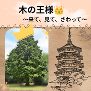 木の王様はすごいんです！のメイン画像