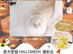 【徳島県】今だけ！愛猫愛犬のハロウィン特別撮影会 in松茂展示場のメイン画像